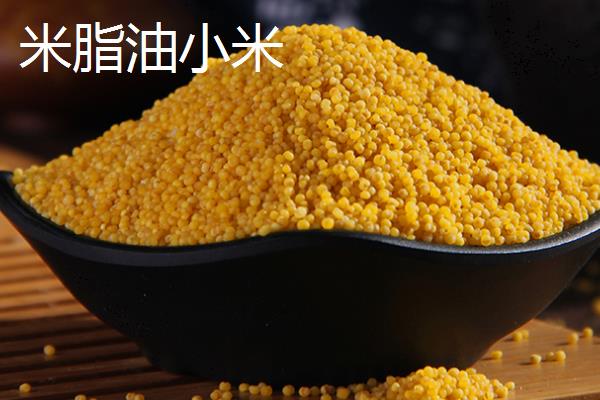 米脂油小米与黄小米的区别，颜色和营养价值均不同