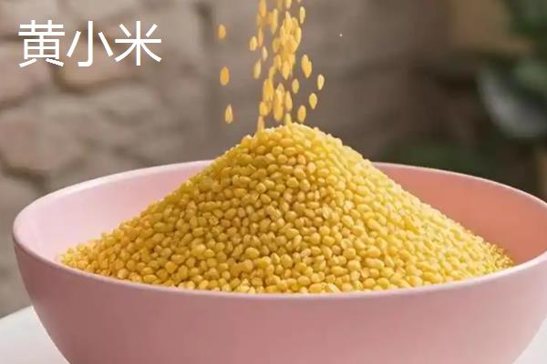米脂油小米与黄小米的区别，颜色和营养价值均不同