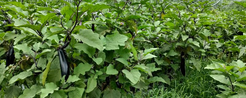 茄子开花结果期怎么施肥,第一茬茄子采摘后追施硫酸钾
