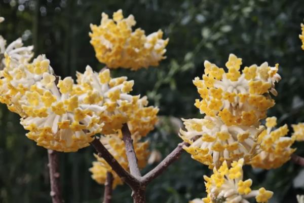 结香花的花期,为冬末春初
