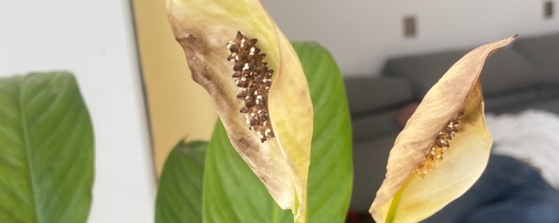 一帆风顺花蕊变黑如何解决,把花蕊摘除并喷施杀菌剂