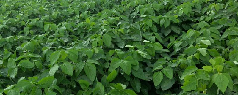 菏豆19号和23号什么时候播种,在6月上中旬的时候播种