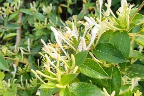 金银花的花语,寓意诚实的爱、不变的爱等