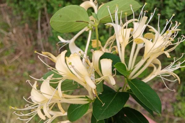 金银花的花语,寓意诚实的爱、不变的爱等