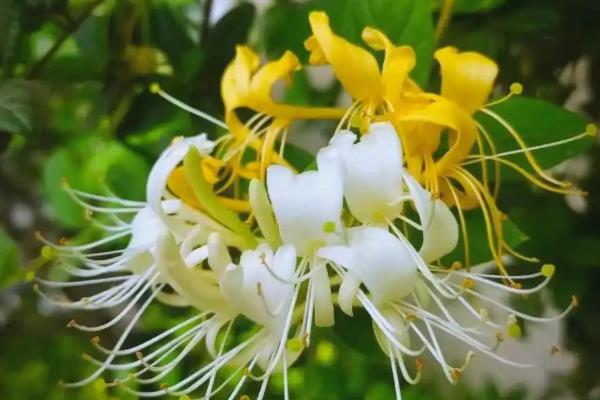 金银花的花语,寓意诚实的爱、不变的爱等