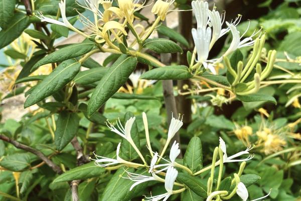 金银花的花语,寓意诚实的爱、不变的爱等