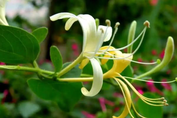金银花的花语,寓意诚实的爱、不变的爱等