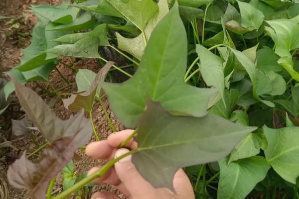 番薯的种植方法,定植之后就可以进行第1次施肥