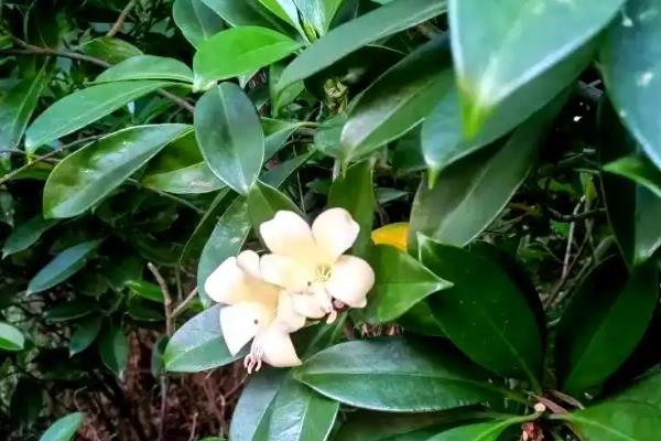 灰莉的花语，寓意朴素自然、清净纯洁等