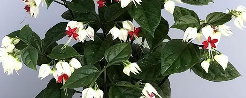 龙吐珠如何修剪,春季需重剪