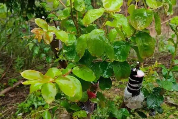 紫薇花的养殖方法，栽植时要选择阳光充足的环境