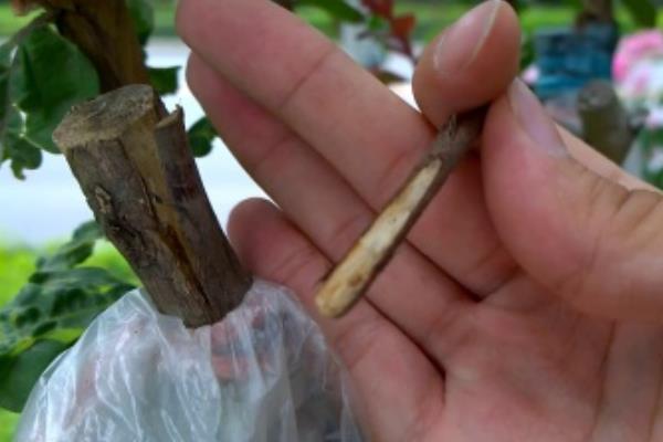 紫薇花的养殖方法，栽植时要选择阳光充足的环境