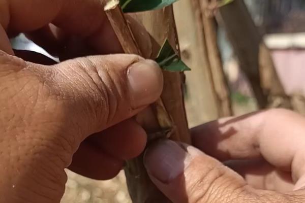 紫薇花的养殖方法，栽植时要选择阳光充足的环境