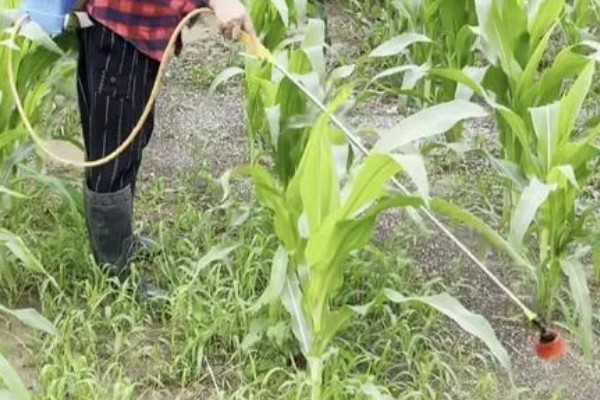 金博士3107玉米种简介,穗长约19.8厘米