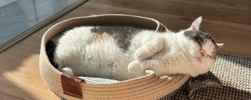 猫斑秃和猫癣有什么区别，前者皮肤正常、后者皮肤有炎症表现