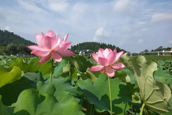 绵阳看荷花的位置,可以去绵阳游仙凤凰乡、盐亭八角镇等