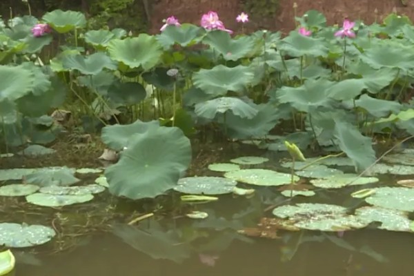 绵阳看荷花的位置,可以去绵阳游仙凤凰乡、盐亭八角镇等