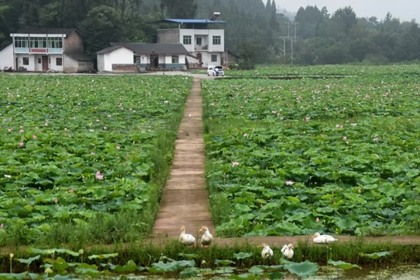绵阳看荷花的位置,可以去绵阳游仙凤凰乡、盐亭八角镇等
