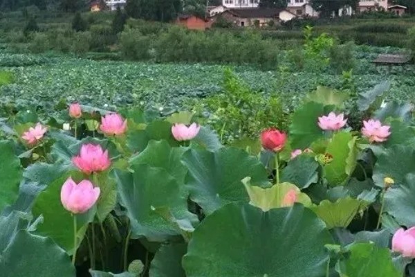 绵阳看荷花的位置,可以去绵阳游仙凤凰乡、盐亭八角镇等