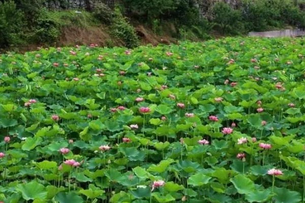 绵阳看荷花的位置,可以去绵阳游仙凤凰乡、盐亭八角镇等