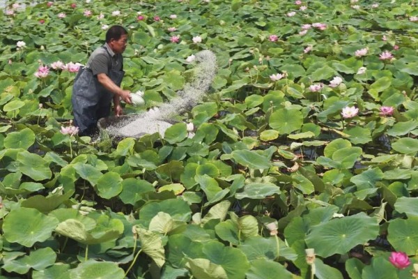 绵阳看荷花的位置,可以去绵阳游仙凤凰乡、盐亭八角镇等