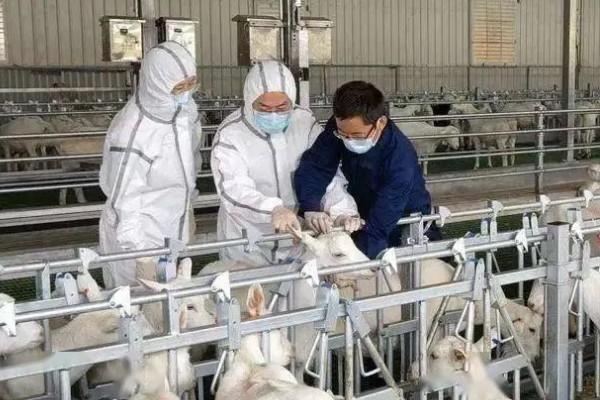 小反刍兽疫的症状，病羊精神暴躁、毛发黯淡无光