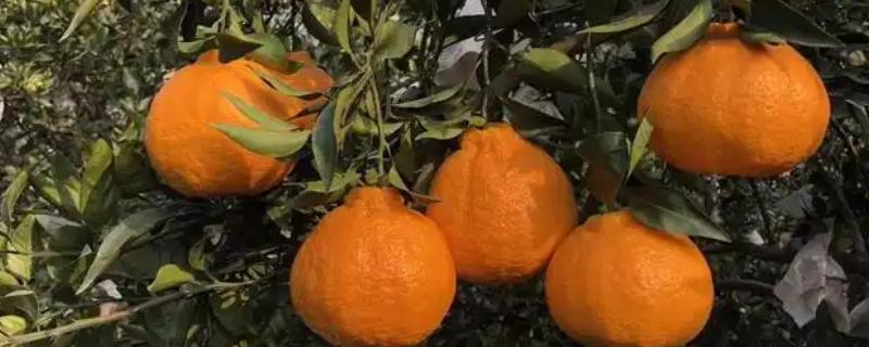 丑橘成熟的季节，2-3月成熟