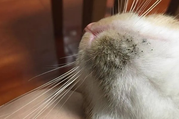 猫黑下巴怎么办,使用洗必泰或温盐水不断擦拭黑下巴处