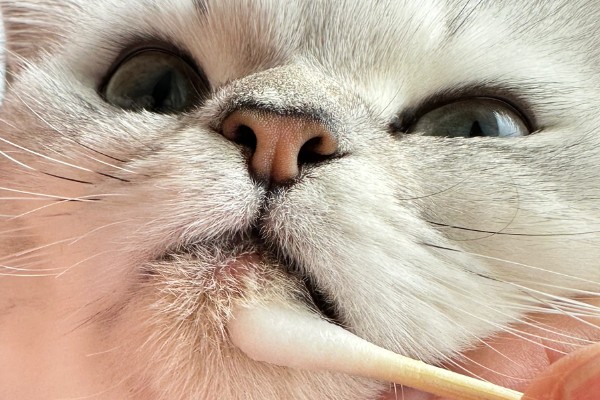 猫黑下巴怎么办,使用洗必泰或温盐水不断擦拭黑下巴处