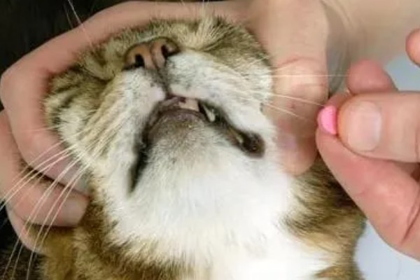 猫黑下巴怎么办,使用洗必泰或温盐水不断擦拭黑下巴处