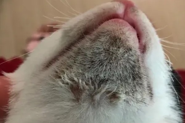 猫黑下巴怎么办,使用洗必泰或温盐水不断擦拭黑下巴处