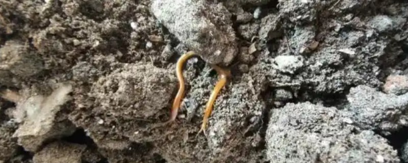 花土里面有小蜈蚣怎么办,撒施呋喃丹并浇水可以灭杀