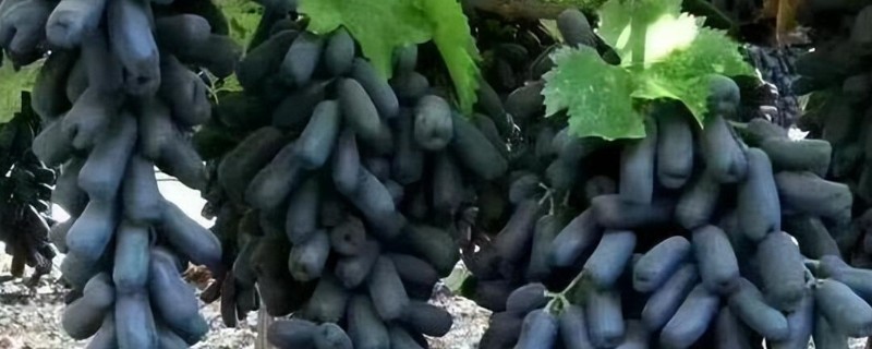 蓝宝石葡萄几年可以结果,种植两三年便可结果
