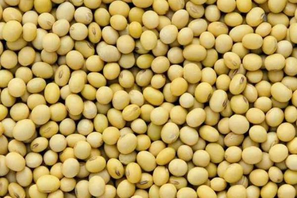 金菽29大豆种子简介，密度1.2-1.3万株/亩