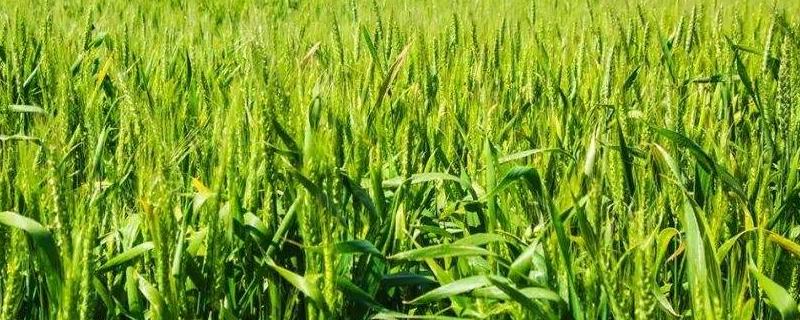 恒进麦13小麦种子特征特性,全生育期219.8天