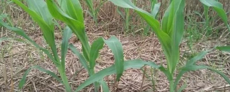 玉脆5玉米种子特征特性,中等肥力以上地块栽培