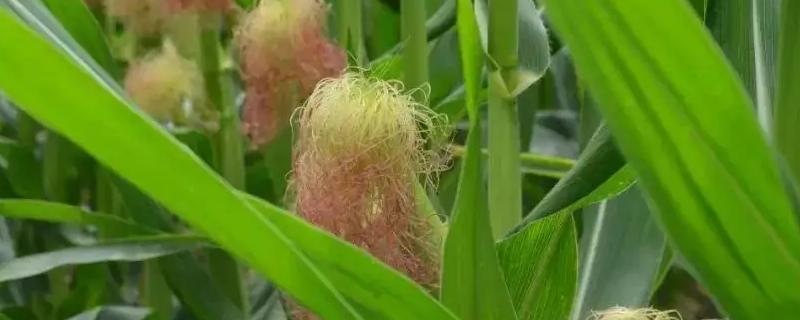 迈泽2501玉米种子特点,中抗茎腐病