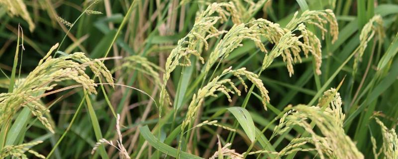 中香优银占水稻品种的特性,每亩插足基本苗8万以上