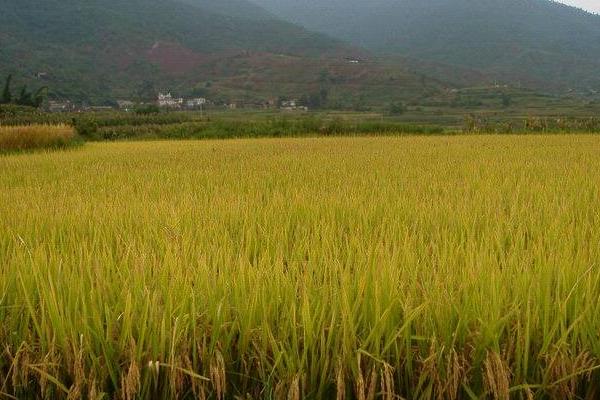中香优银占水稻品种的特性,每亩插足基本苗8万以上