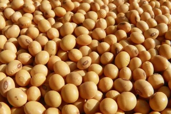 隆豆1号大豆种子介绍,8月上中旬及时防治大豆食心虫