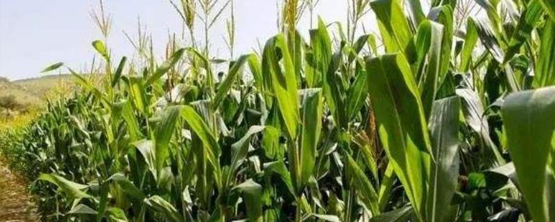 吉饲18玉米种子简介,密度5000株/亩左右