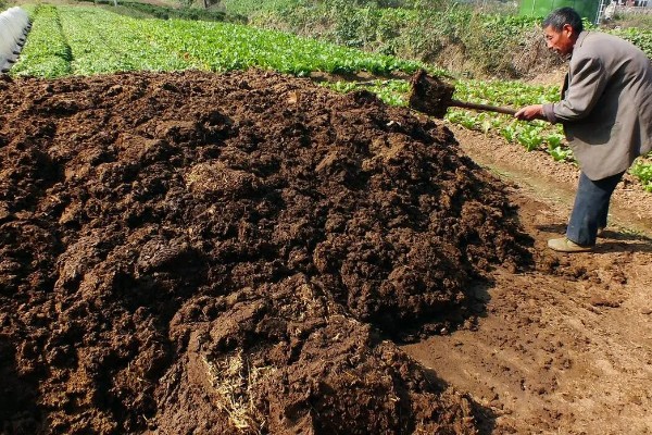 粪肥和尿素属于哪种肥料,属于有机肥料