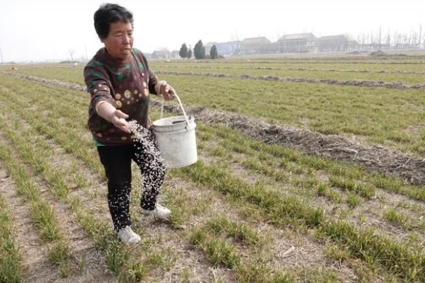 粪肥和尿素属于哪种肥料,属于有机肥料