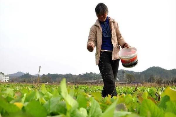 粪肥和尿素属于哪种肥料,属于有机肥料