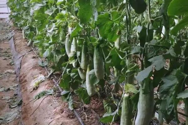 羊角脆甜瓜怎么种植,定植后将温度控制在20-30℃