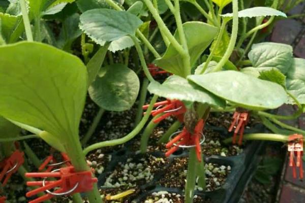 羊角脆甜瓜怎么种植,定植后将温度控制在20-30℃