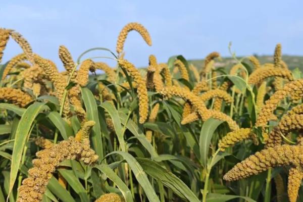 种植一亩小米的产量,每亩产量为350-400kg