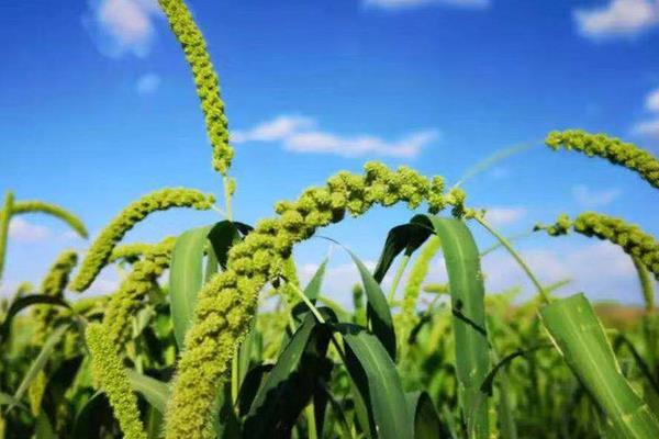 种植一亩小米的产量,每亩产量为350-400kg