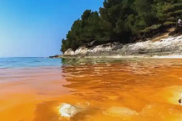 海洋灾害“赤潮”是由什么引起的,是由赤潮藻类异常繁殖引起的