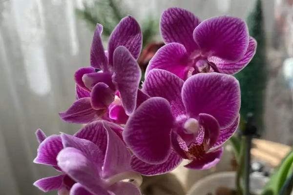 蝴蝶兰怎么养才开花,生长旺盛的阶段要足够的水分